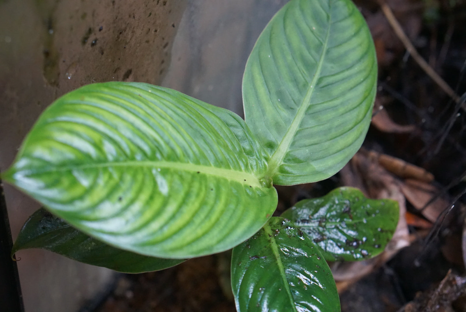 Dieffenbachia sp Narino