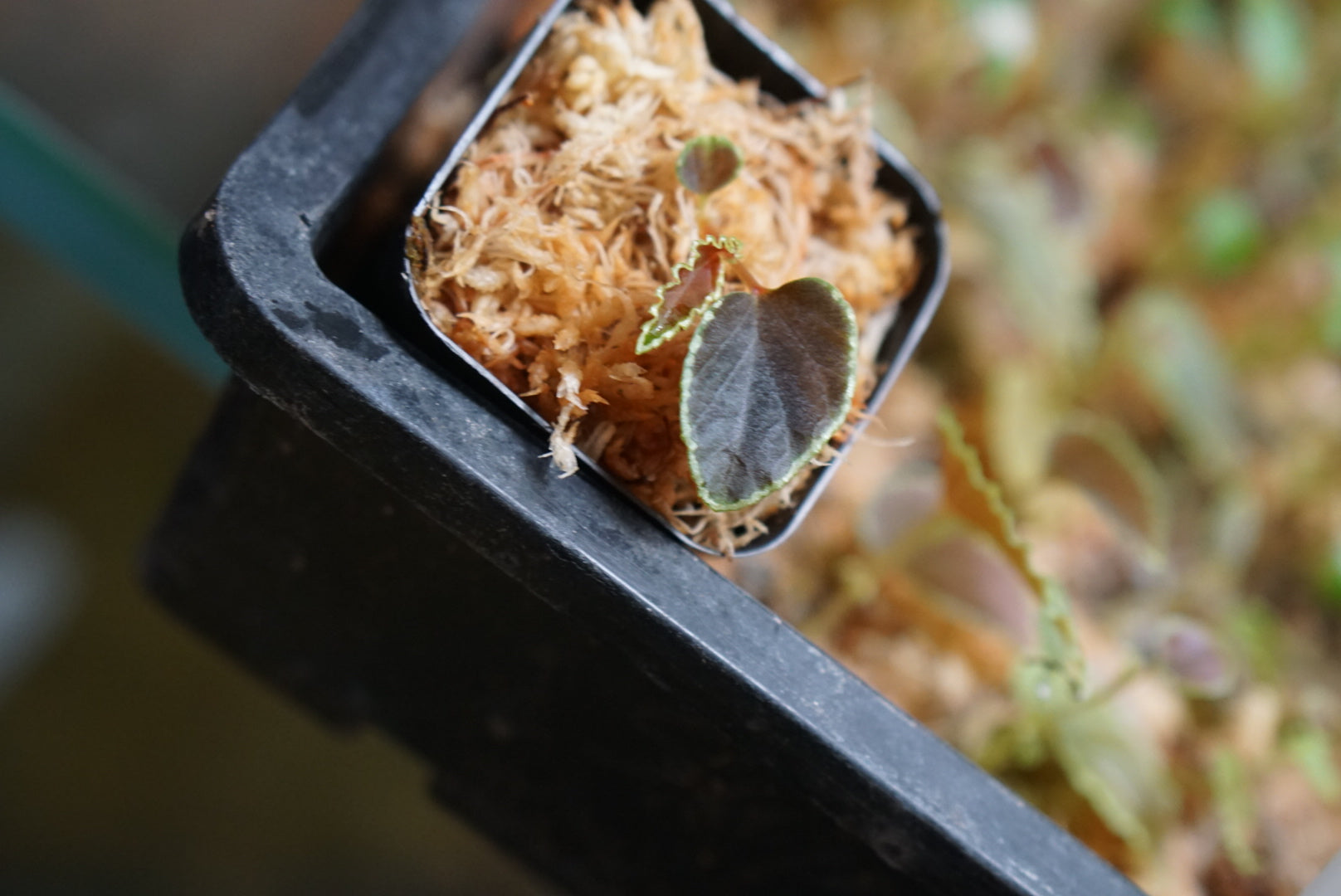 Begonia darthvaderiana