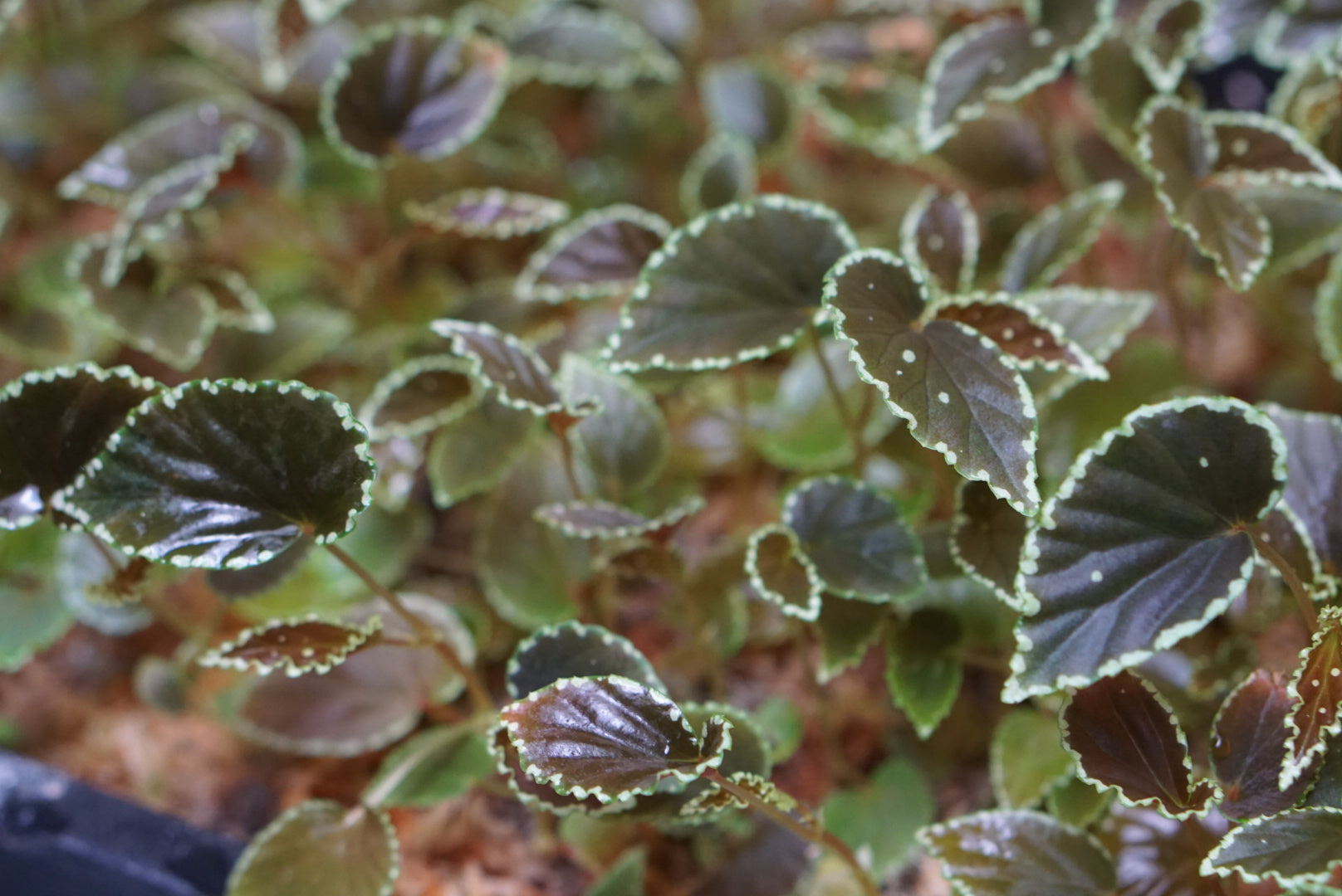 Begonia darthvaderiana x malachosticta?
