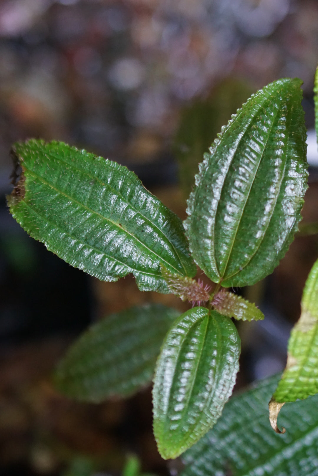 Melastome sp Mindo 2