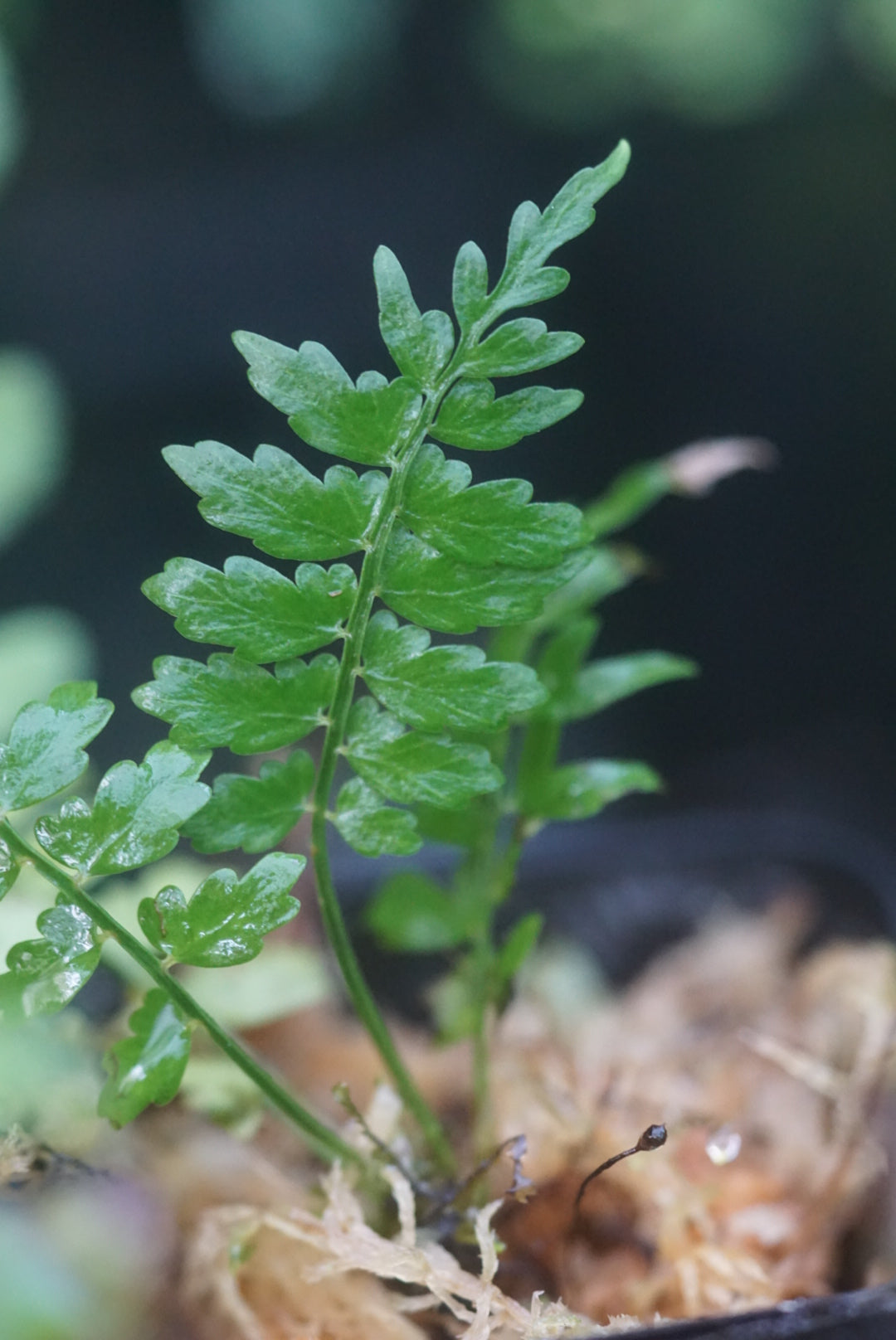 Asplenium sp Mindo 2