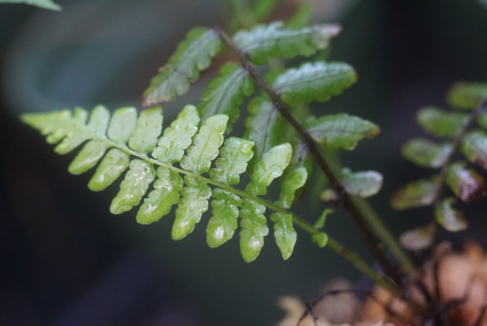Blechnum sp Mindo 3
