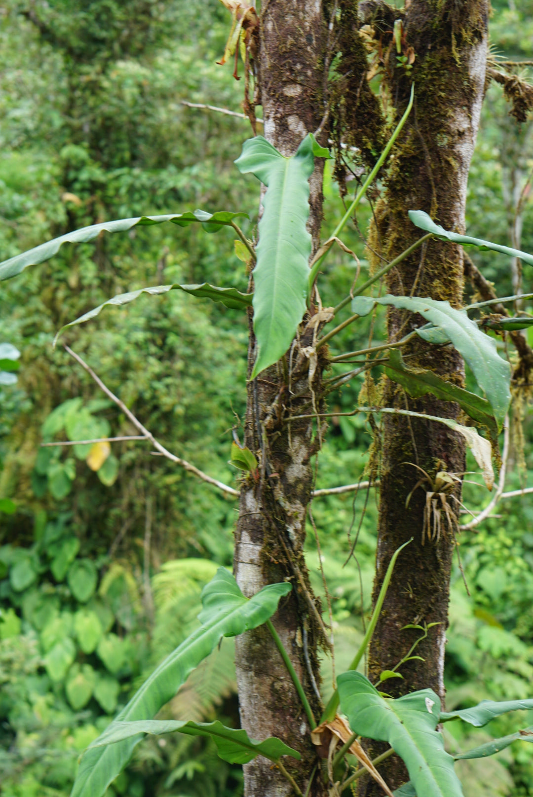 Philodendron sp Choco