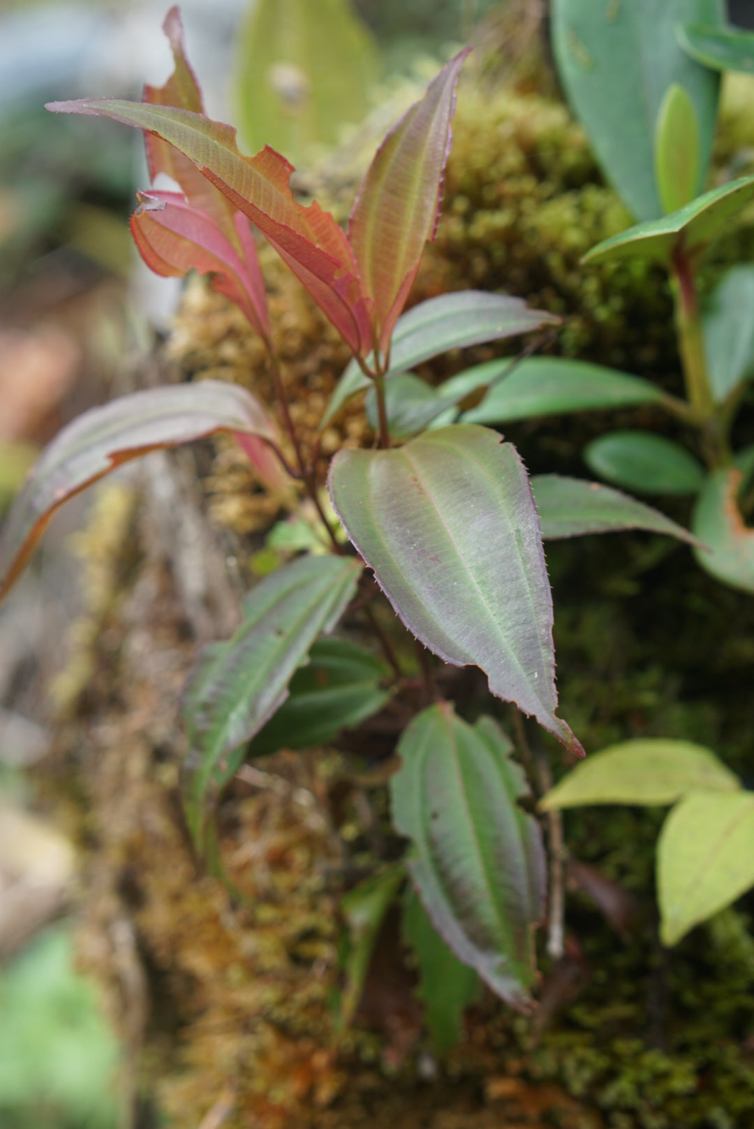 Melastome sp Lita 2