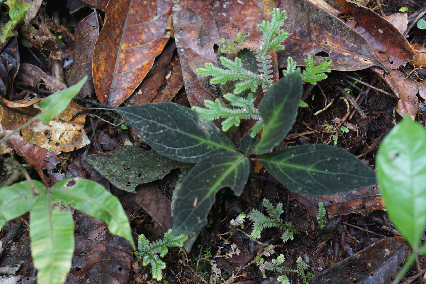 Mikania? sp Lita