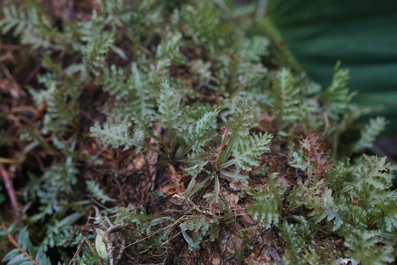 Didymoglossum reptans