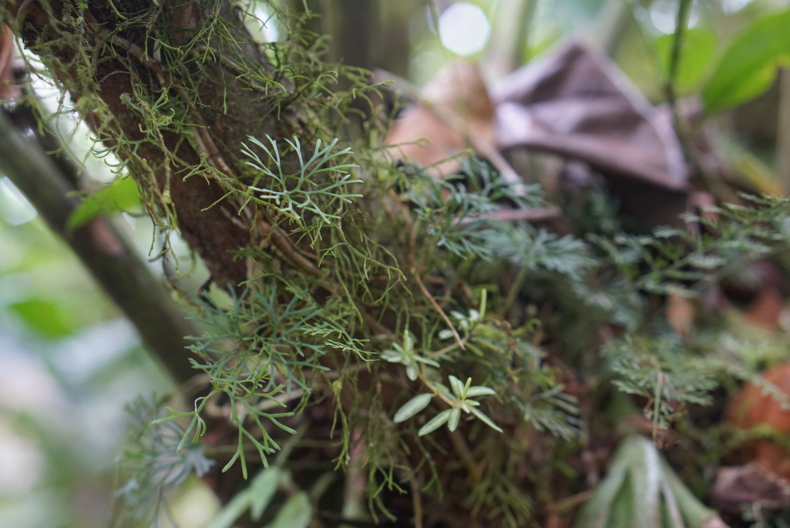 Elaphoglossum peltatum “thread frond”