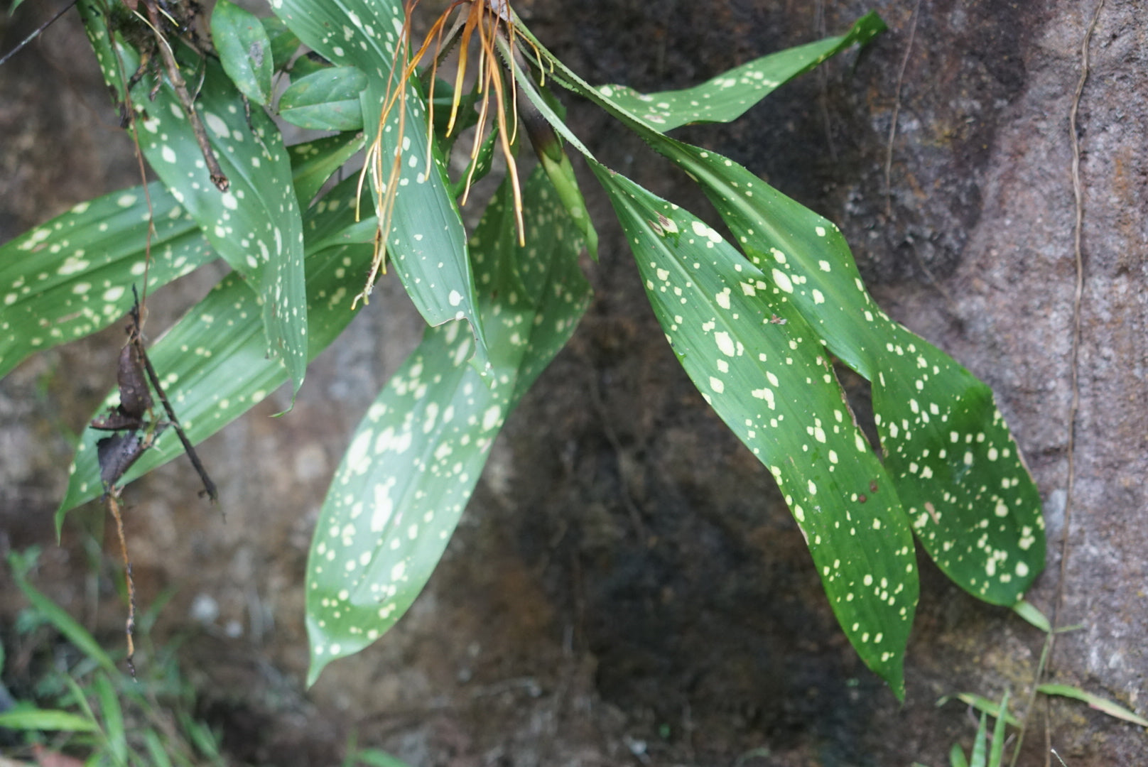 Pitcairnia brongniartiana
