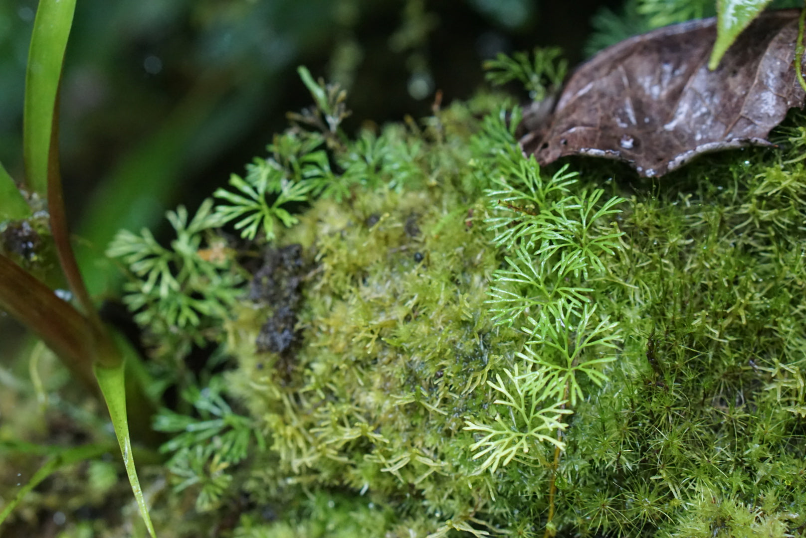 Elaphoglossum peltatum “thread frond”