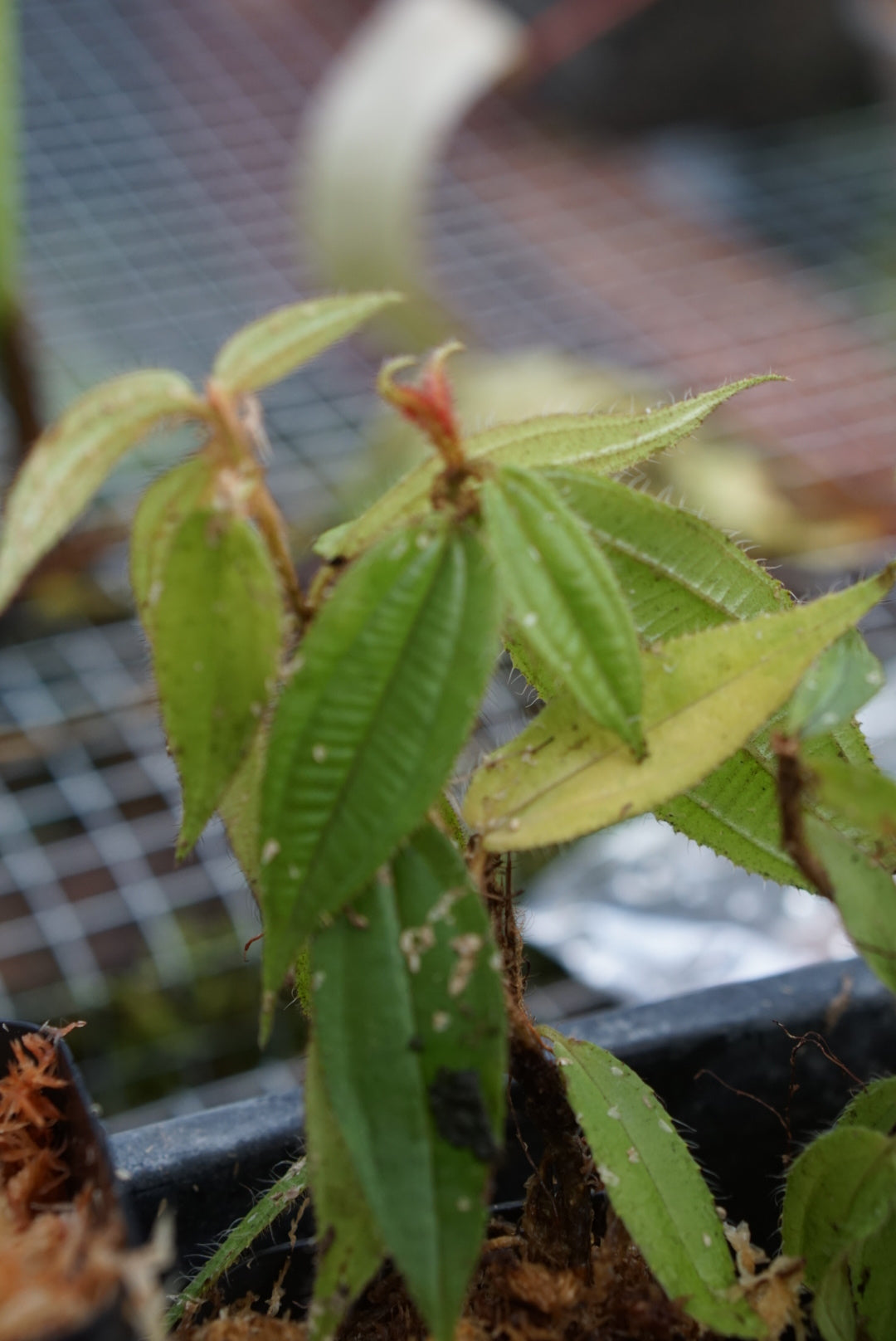 Melastome sp Lita 1