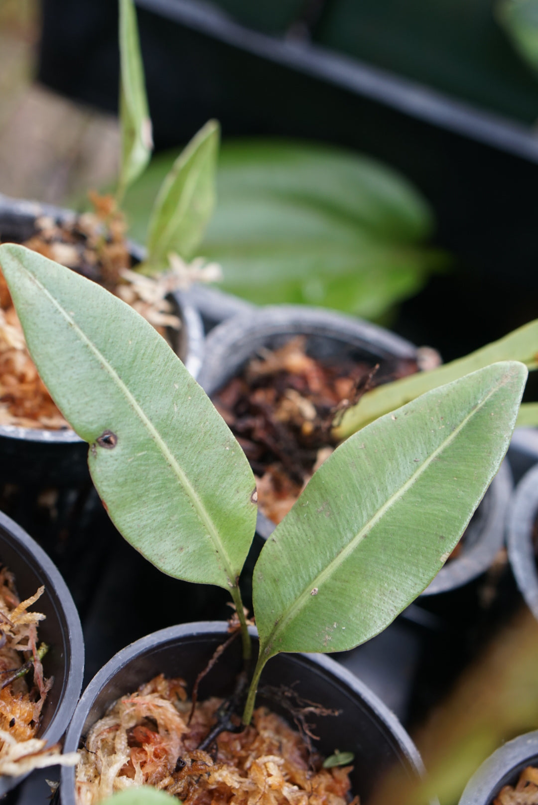 Elaphoglossum sp Lita 2