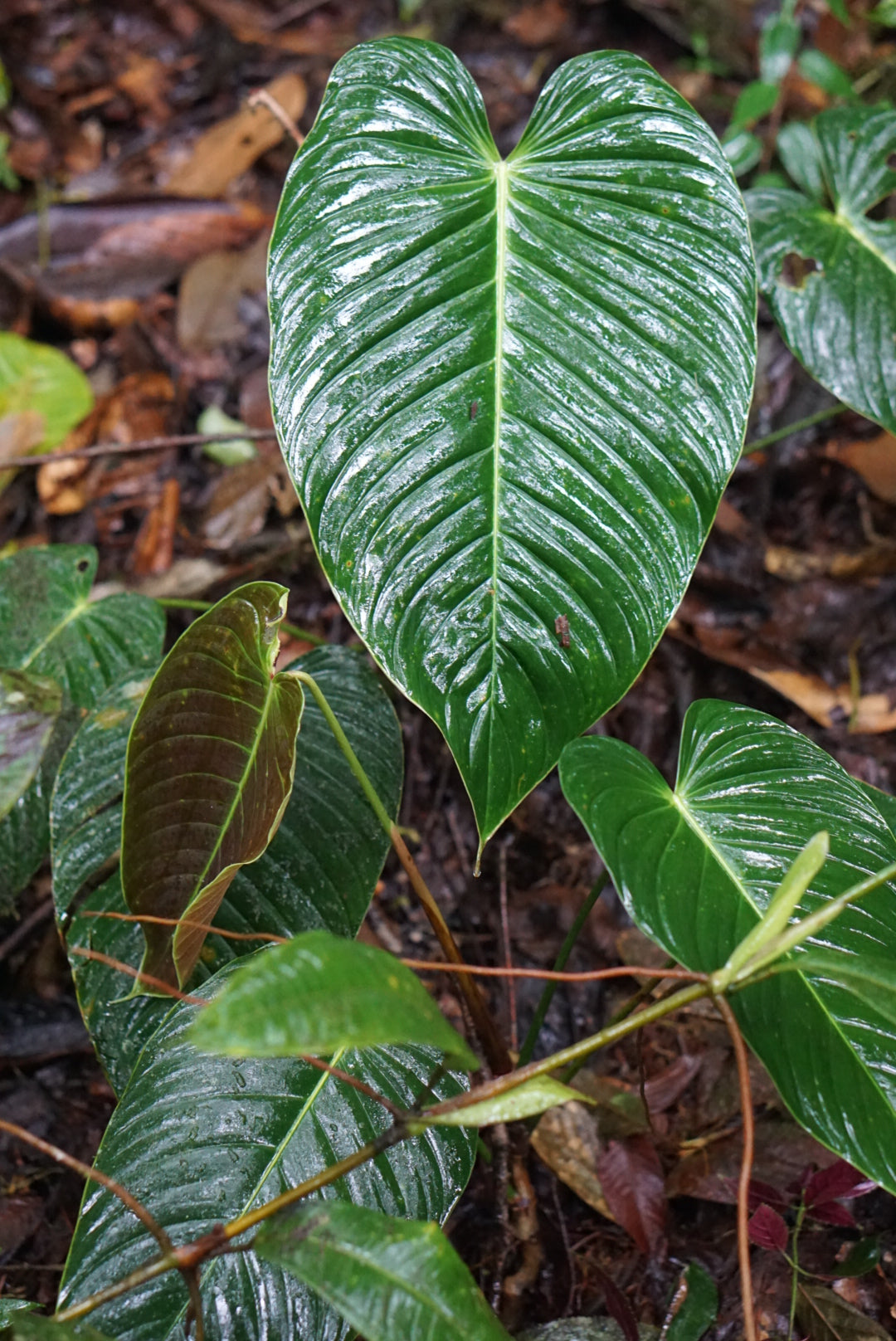 Philodendron grandipes