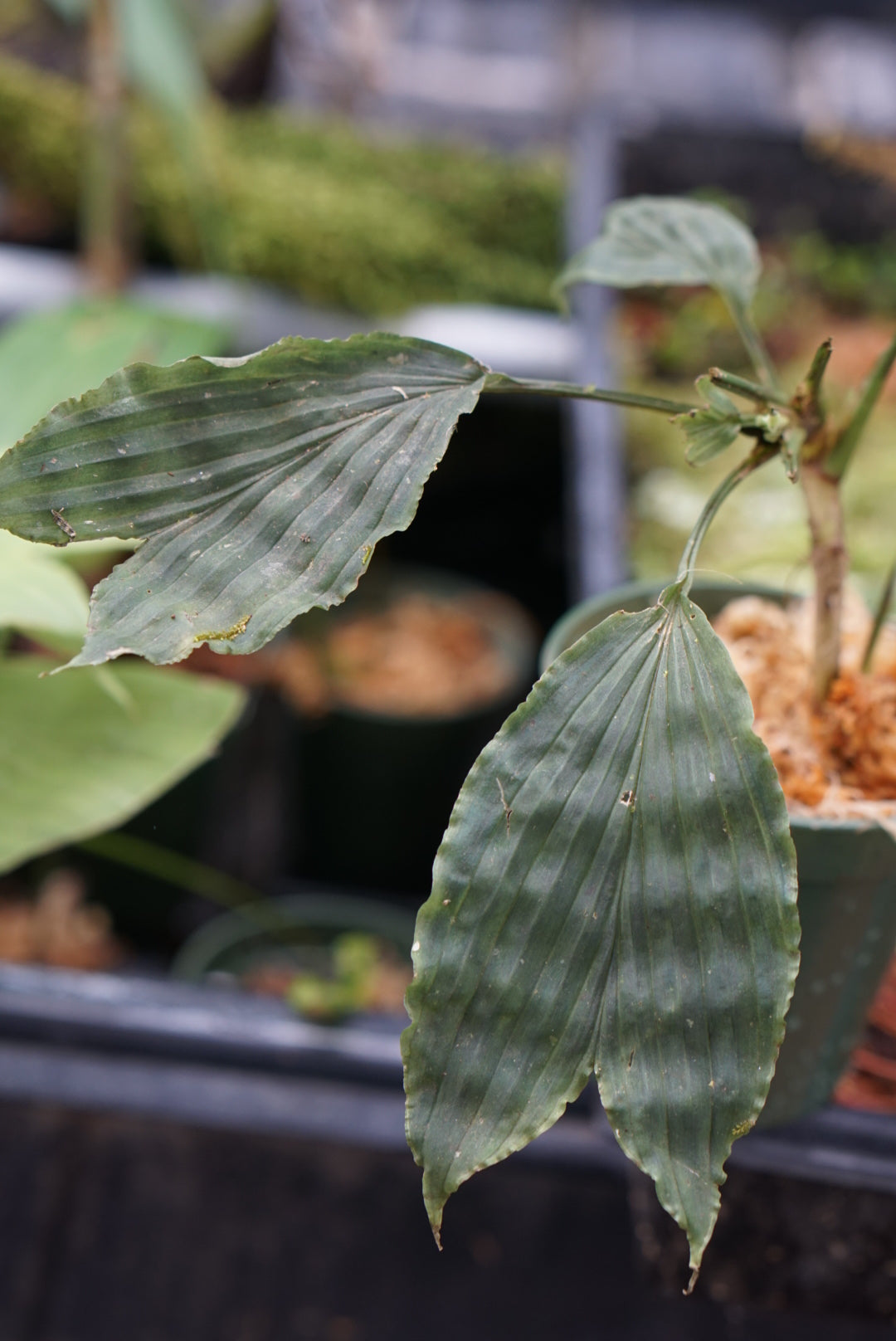 Dicranopygium cuatrecasasianum