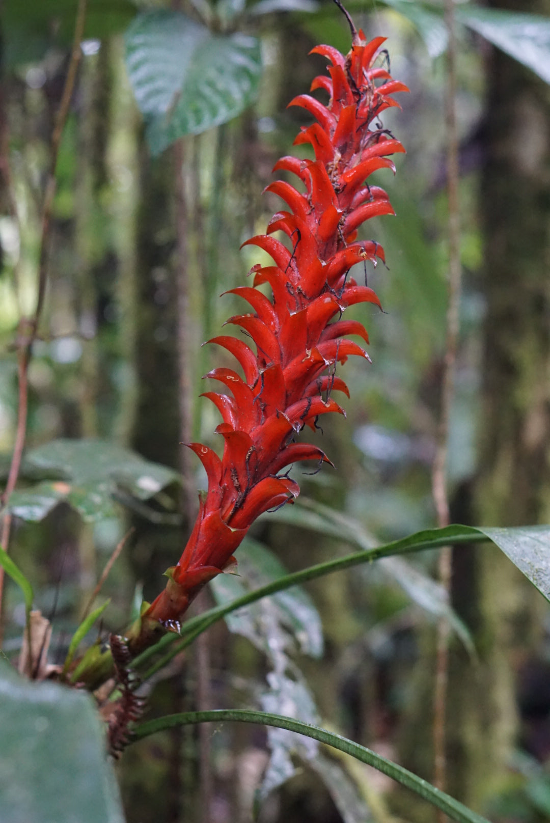 Pitcairnia nigra