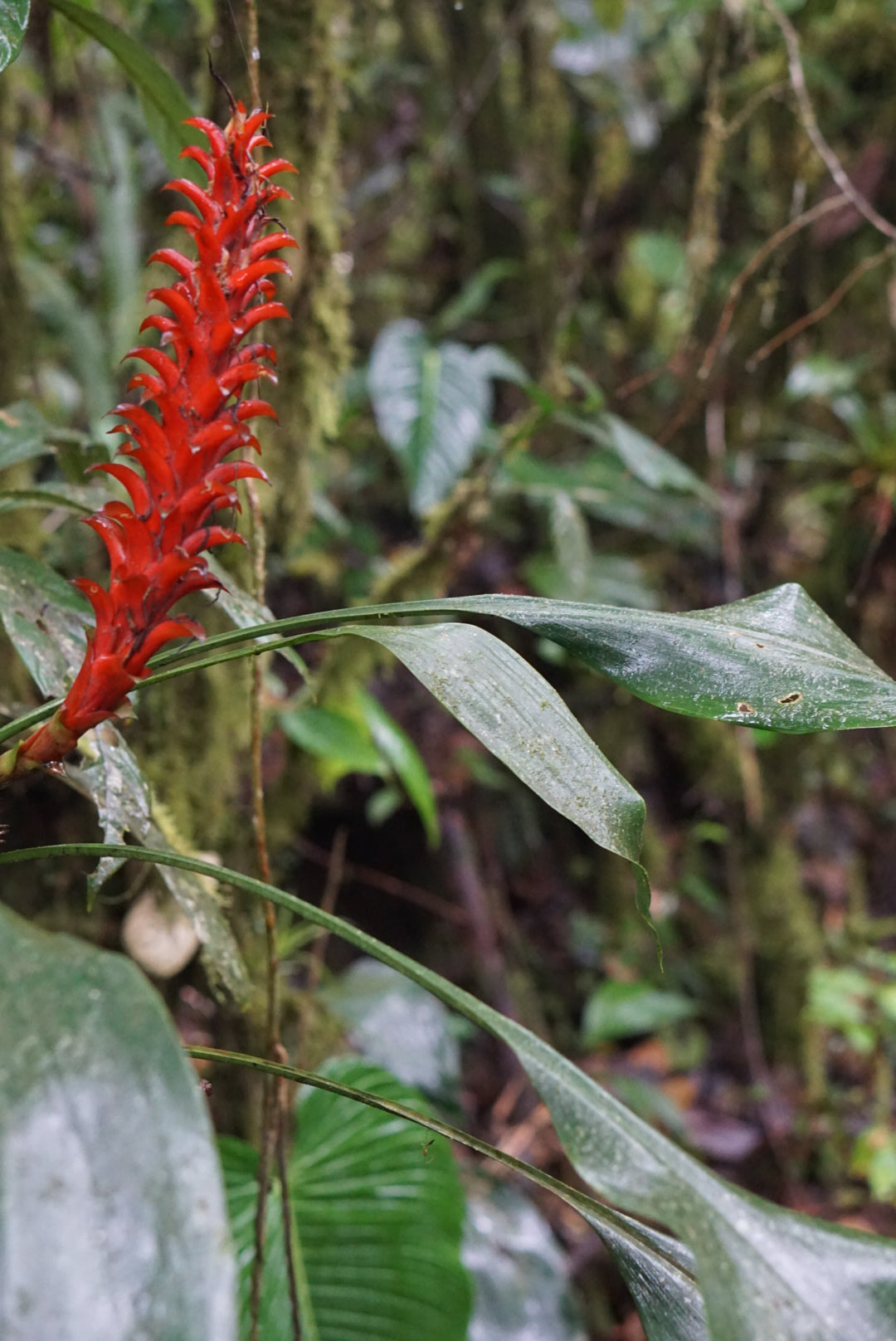 Pitcairnia nigra