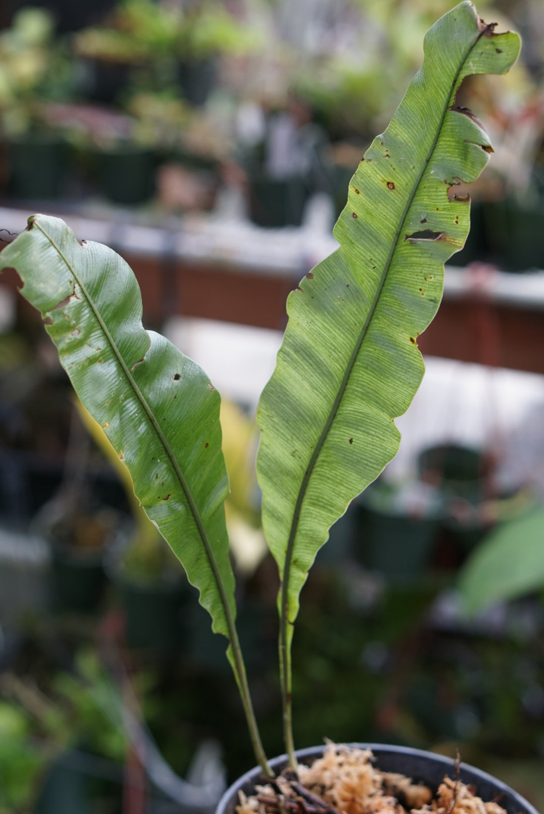 Elaphoglossum sp Lita 1