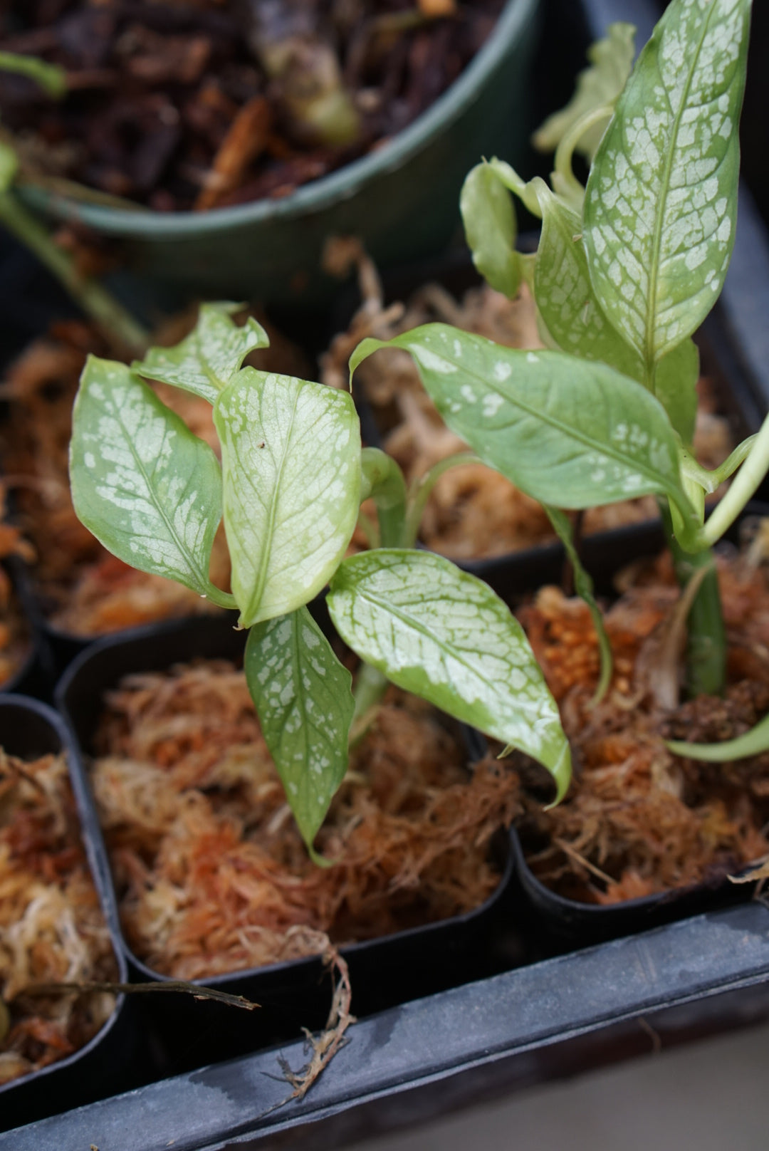 Dieffenbachia sp Lita 2