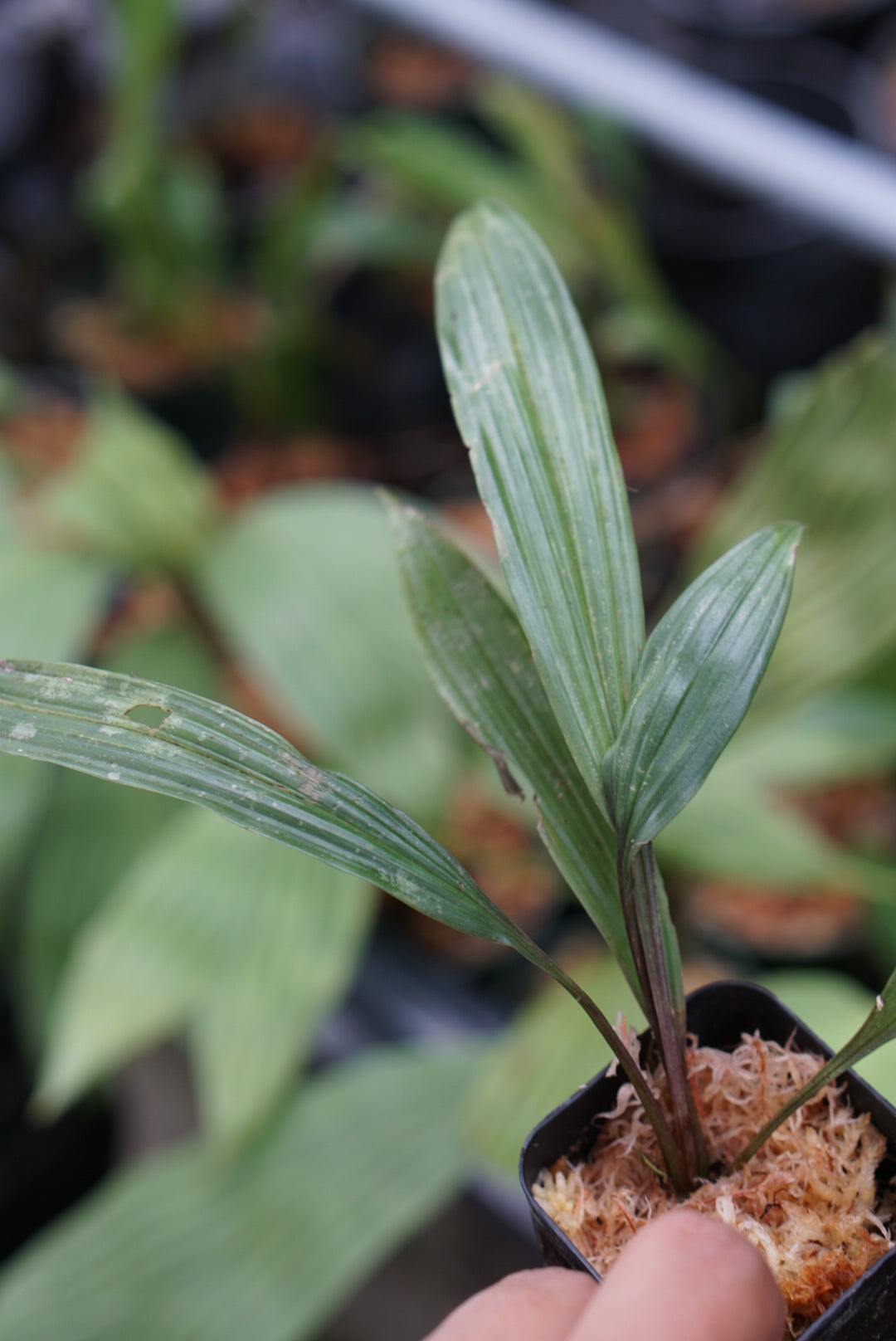 Dicranopygium sp Lita 1