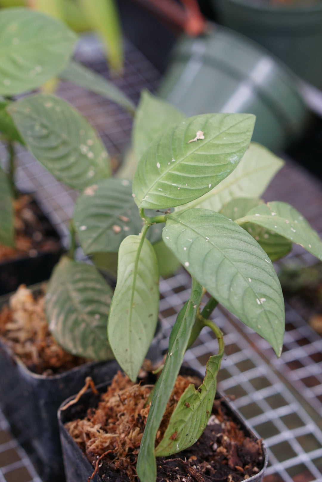 Notopleura polyphobia