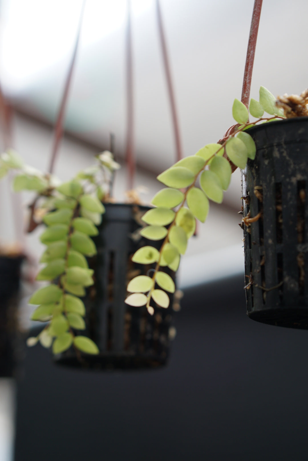 Sphymospermum sp Zamora 1