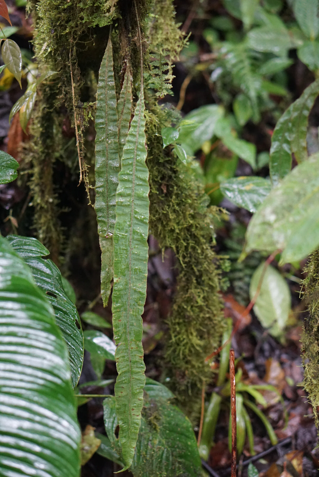 Elaphoglossum paleaceum