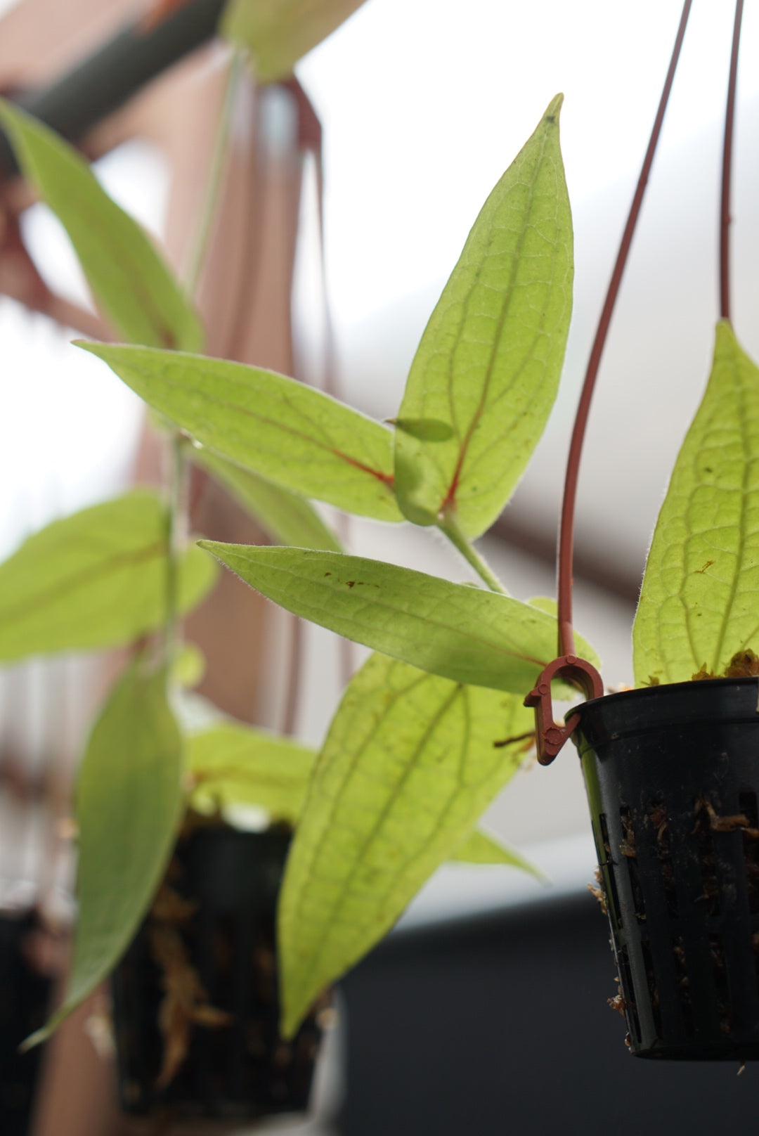 Ceratostema lanigerum