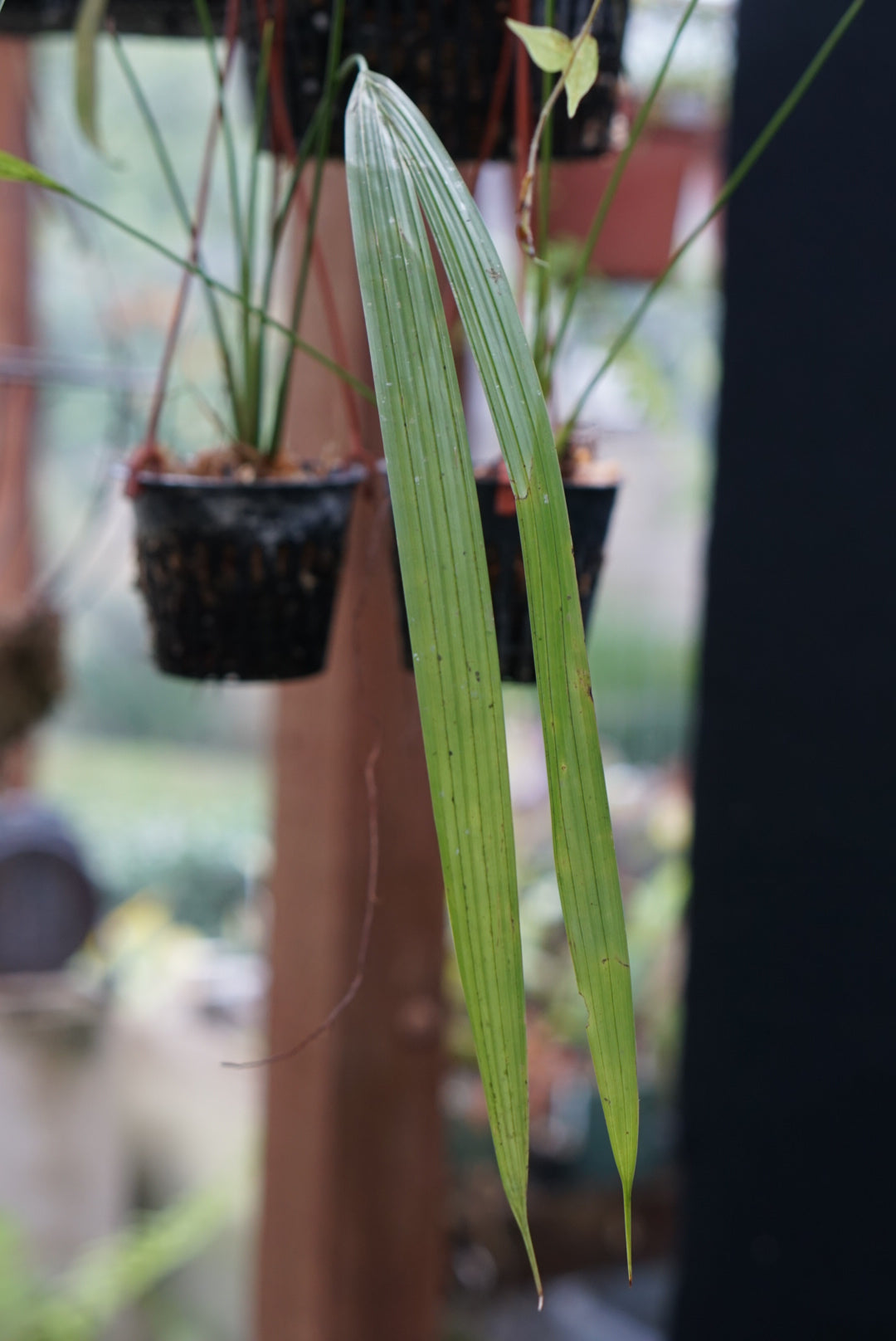 Sphaeradenia sp Lita 1