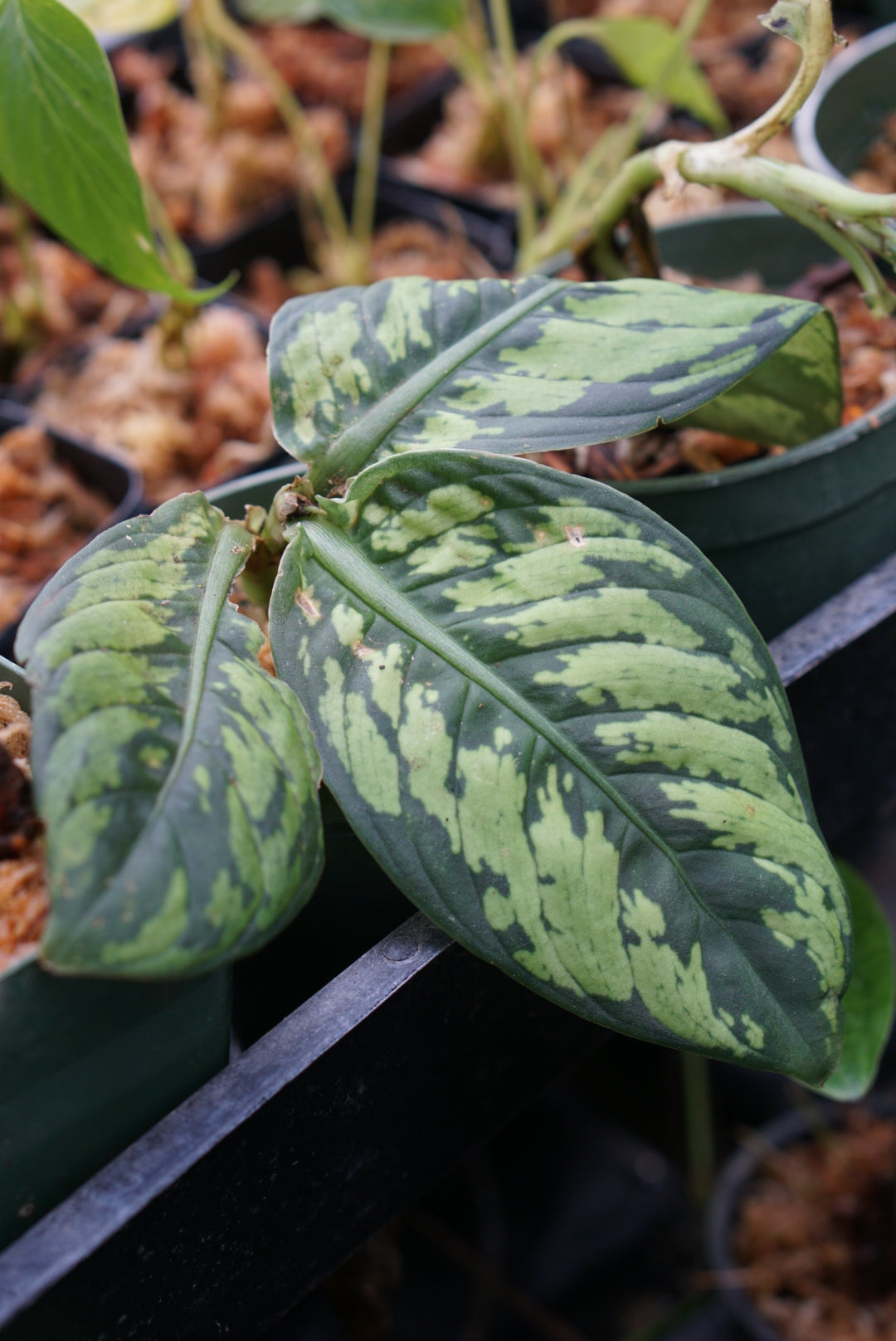 Dieffenbachia sp Lita