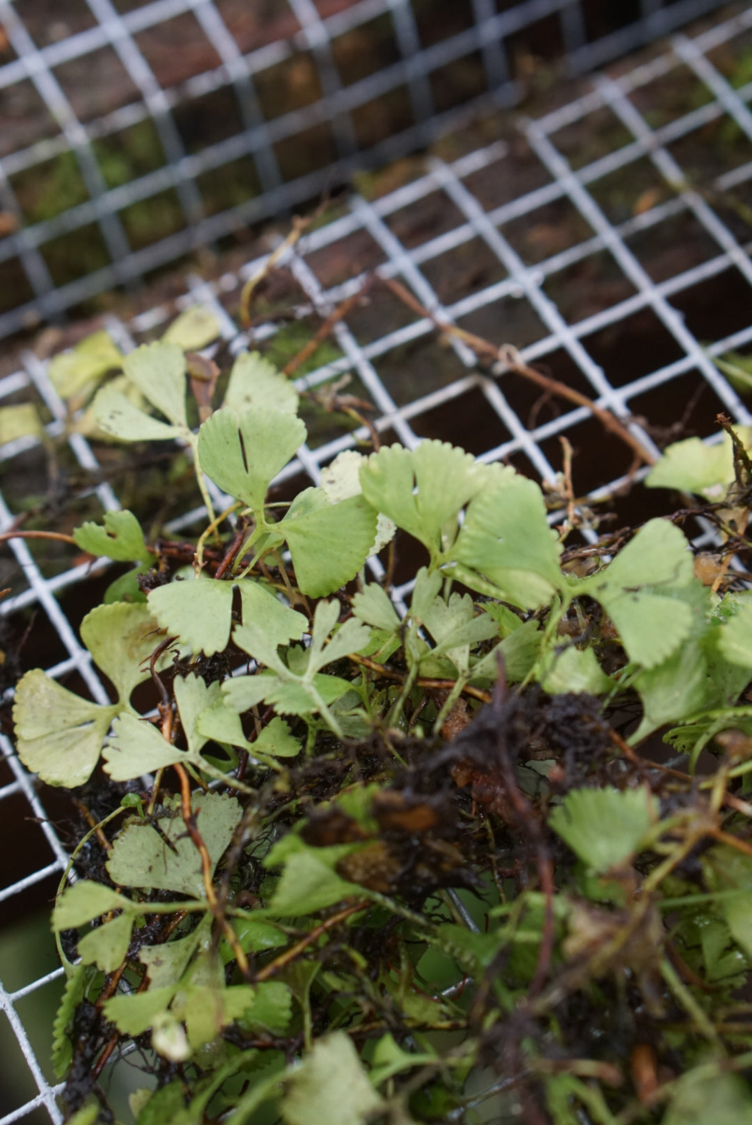 Elaphoglossum peltatum standleyi
