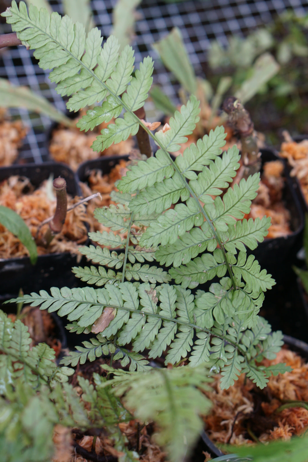 Asplenium sp Lita 1