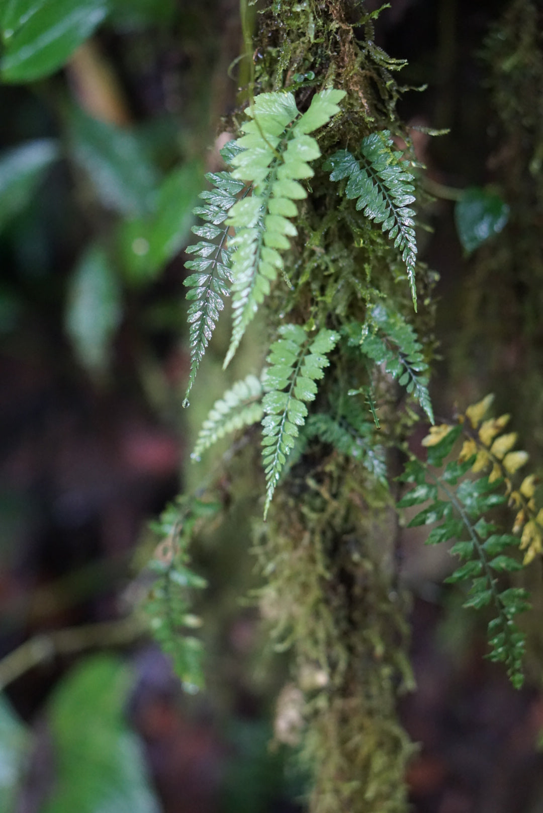 Asplenium sp. Mindo 1