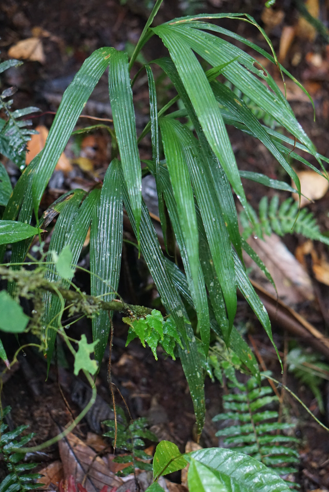 Dicranopygium sp. Mindo