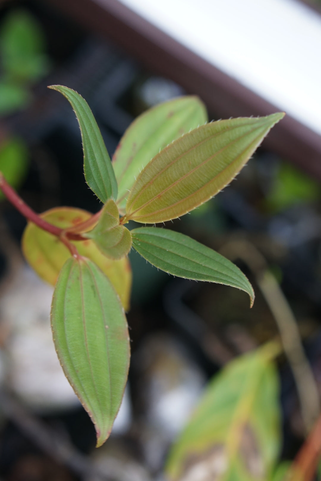 Melastome sp Lita 2