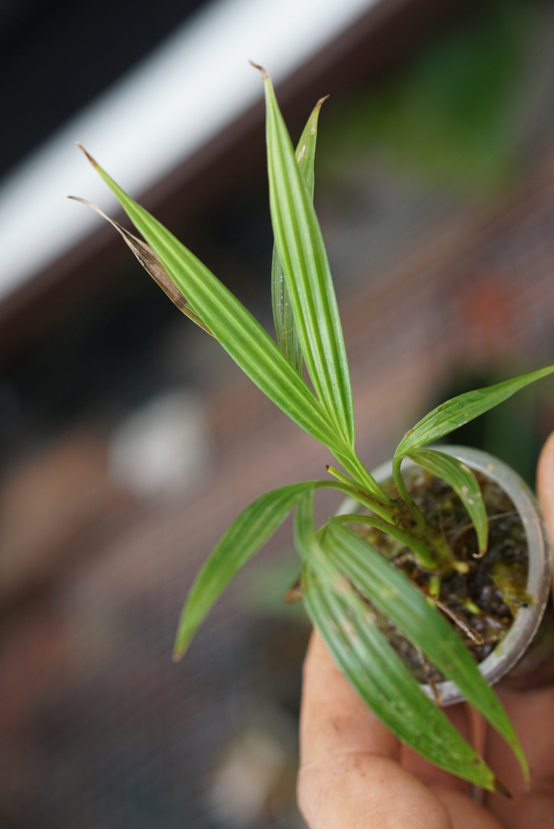 Sphaeradenia sp Lita 2