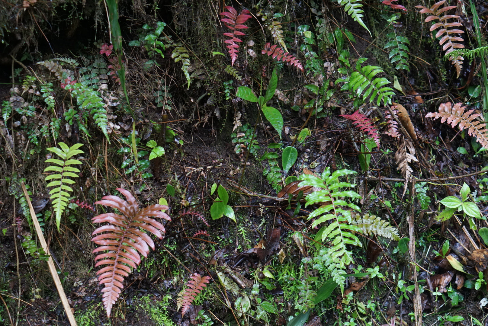 Blechnum sp Mindo 2