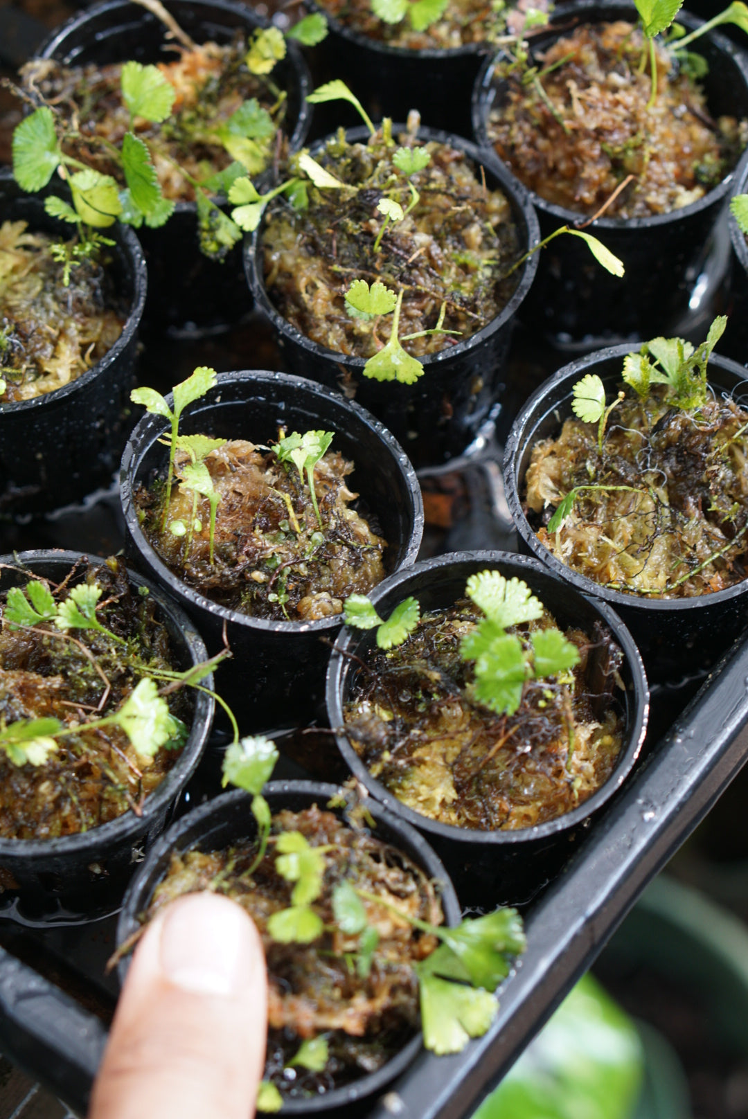 Elaphoglossum peltatum standleyi “dwarf”