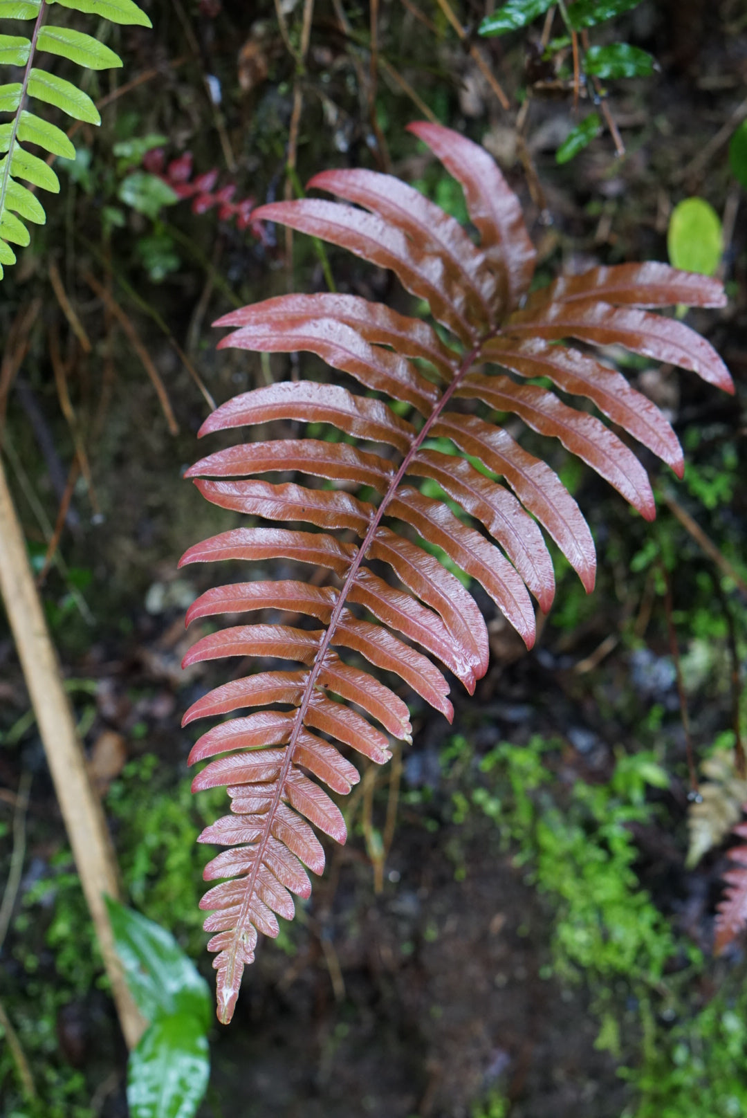 Blechnum sp Mindo 2