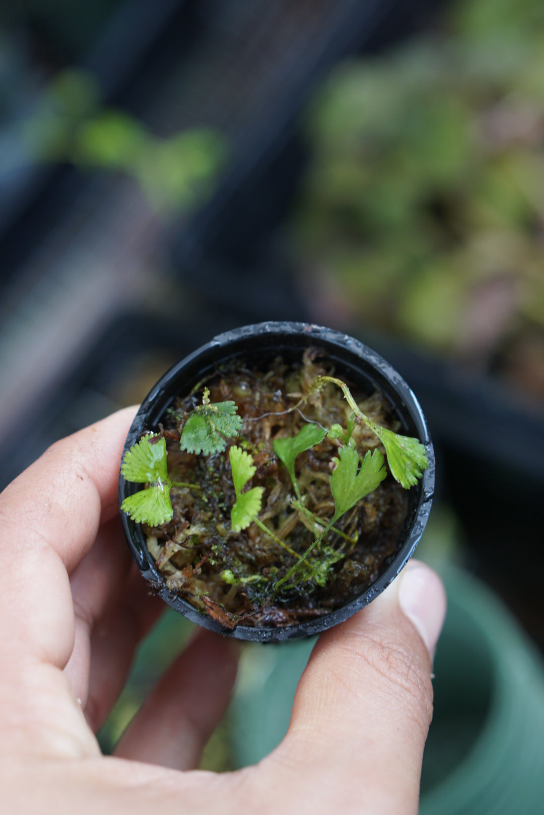 Elaphoglossum peltatum standleyi “dwarf”