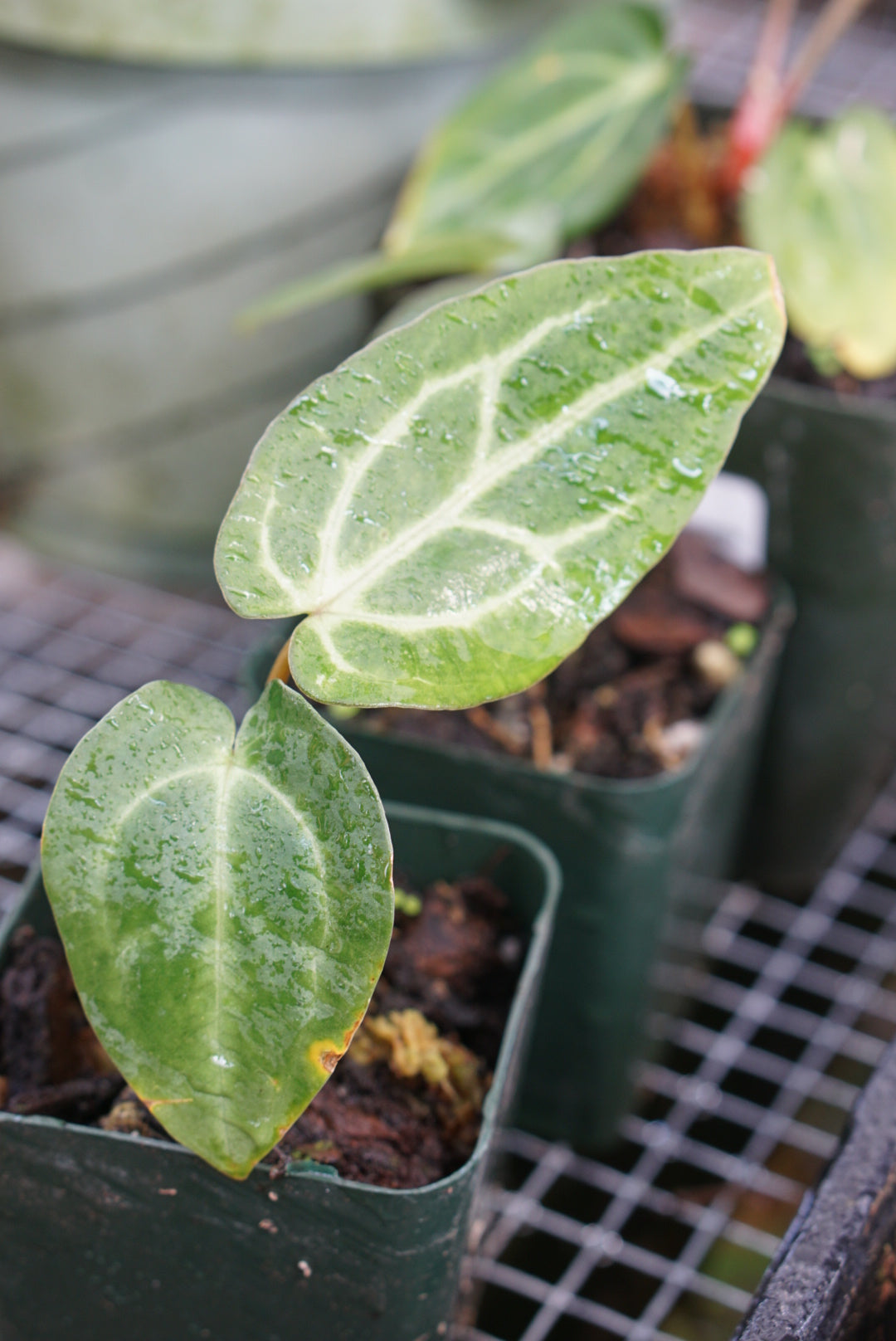 Anthurium Carlablackiae