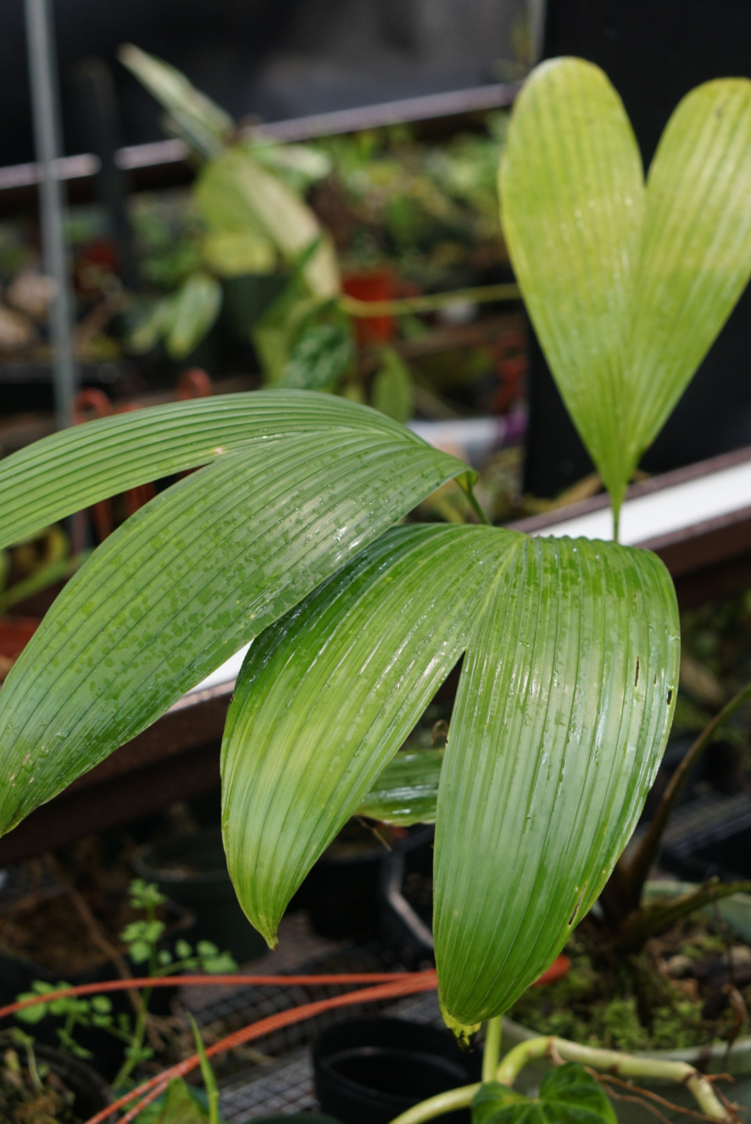 Dicranopygium sp Puerto Quito 3