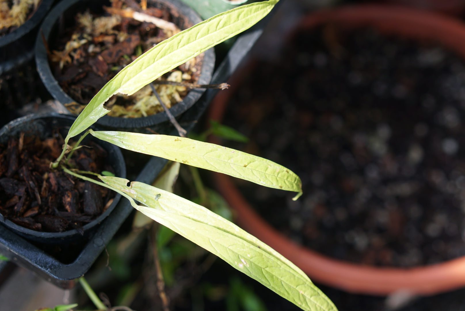 Anthurium cf lutheri