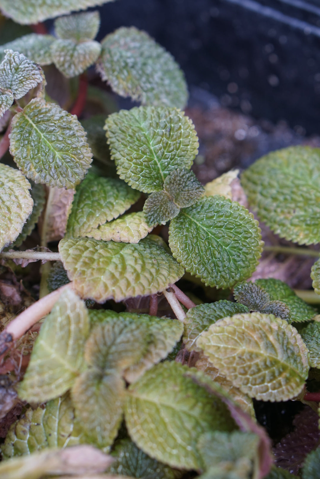 Diastema hispidum