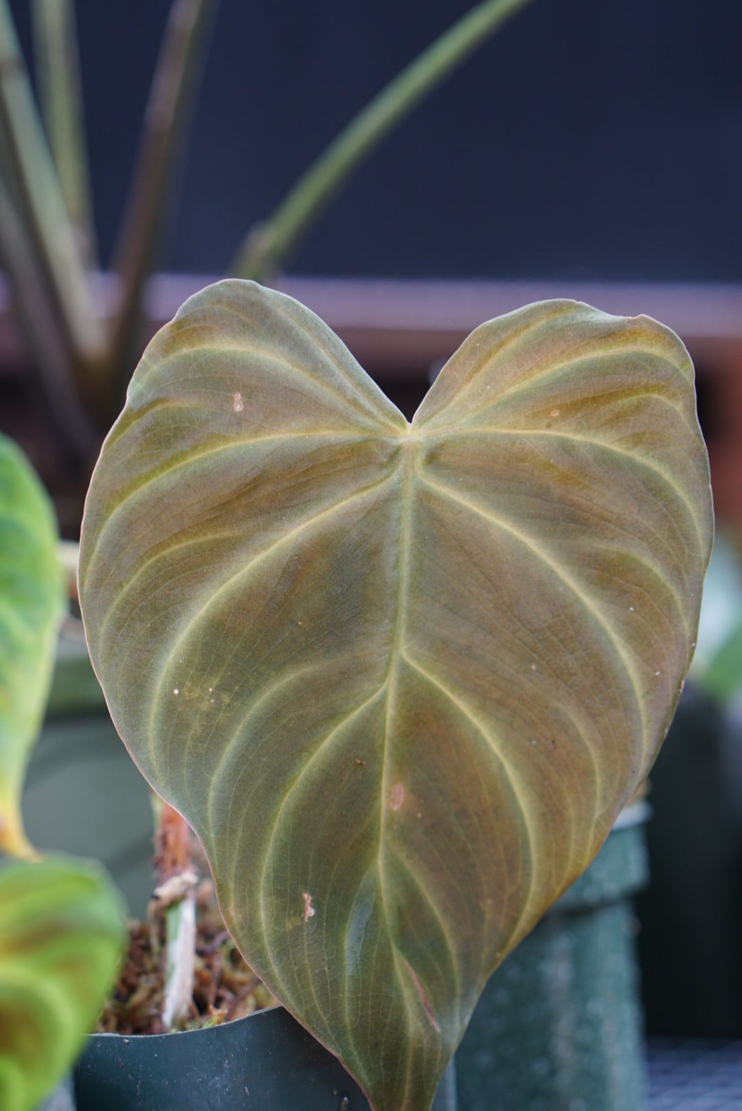 Philodendron verrucosum “dark”