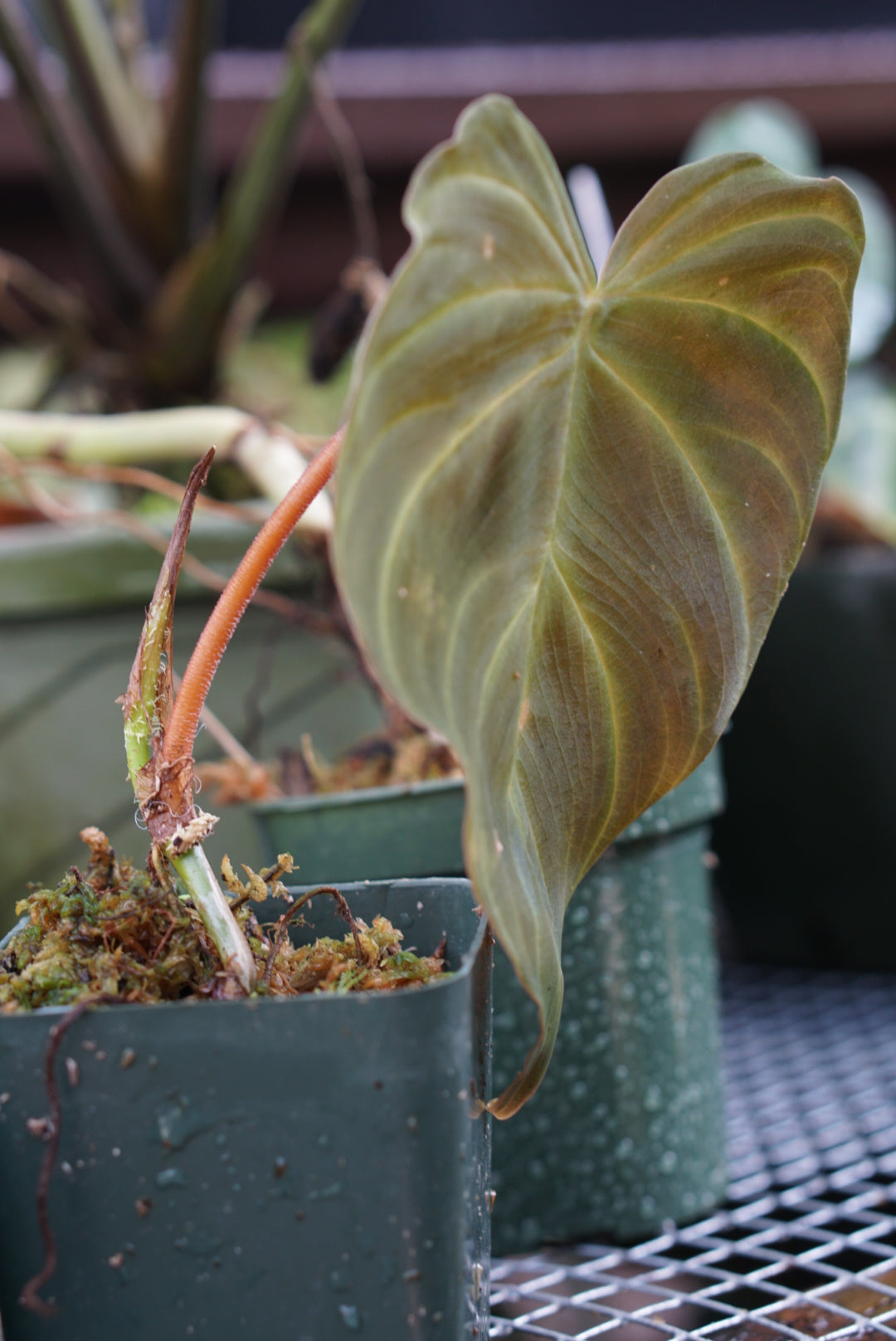 Philodendron verrucosum “dark”