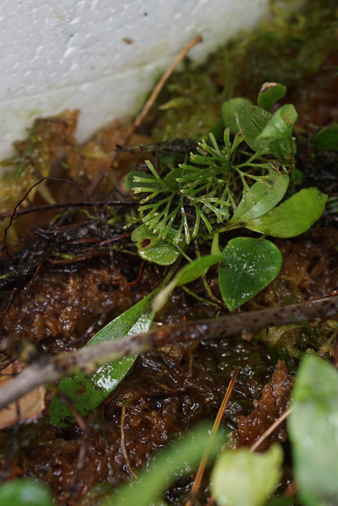 Elaphoglossum peltatum “thread frond”