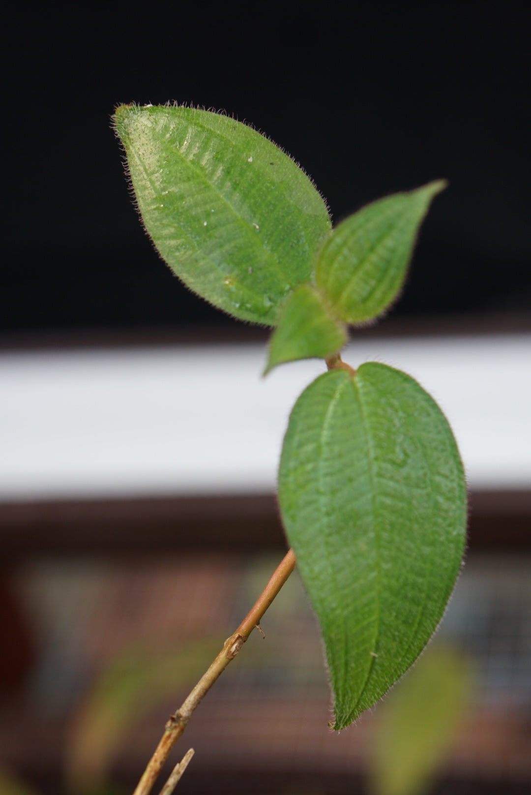 Melastome sp  Lita 3