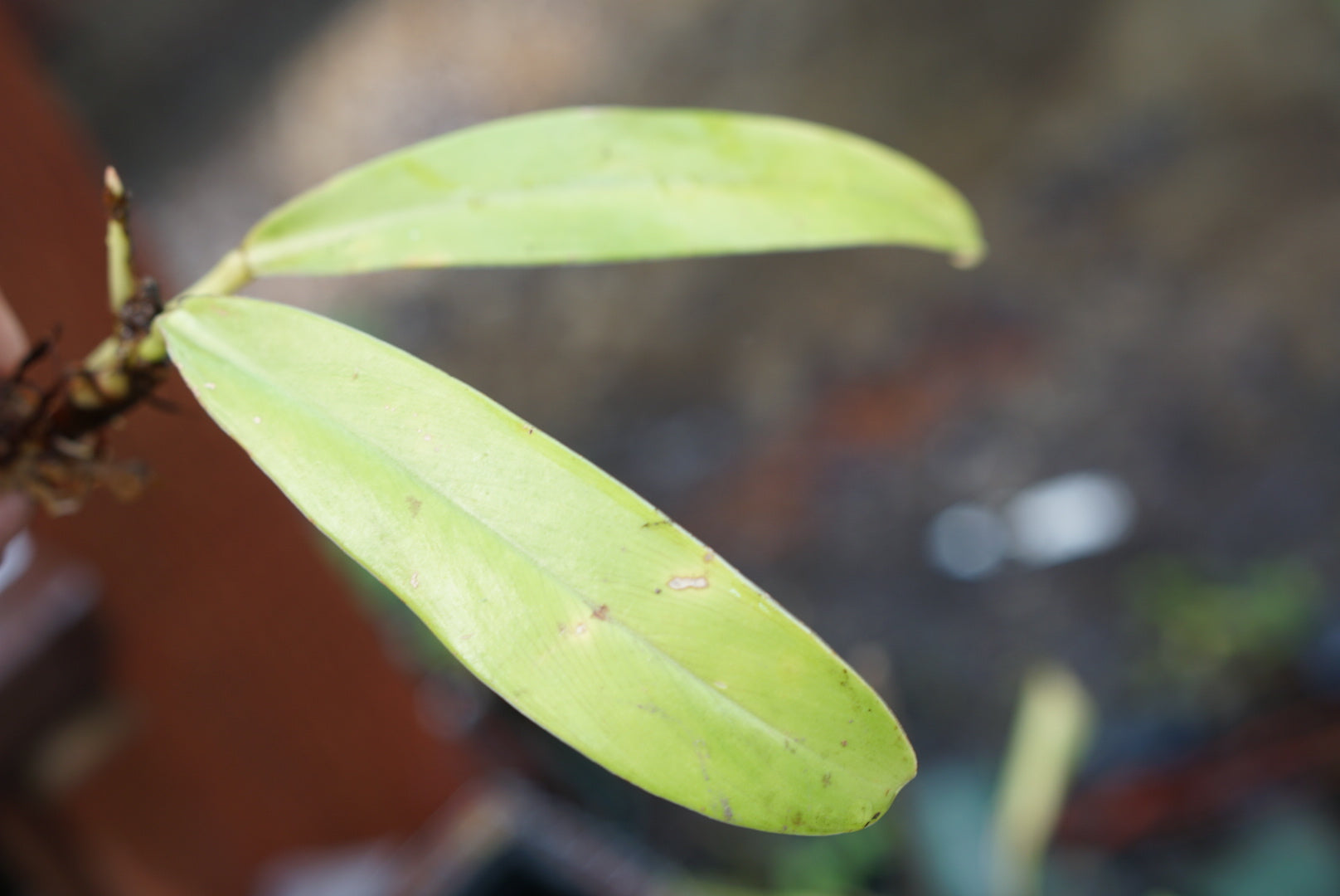 Philodendron sp Choco
