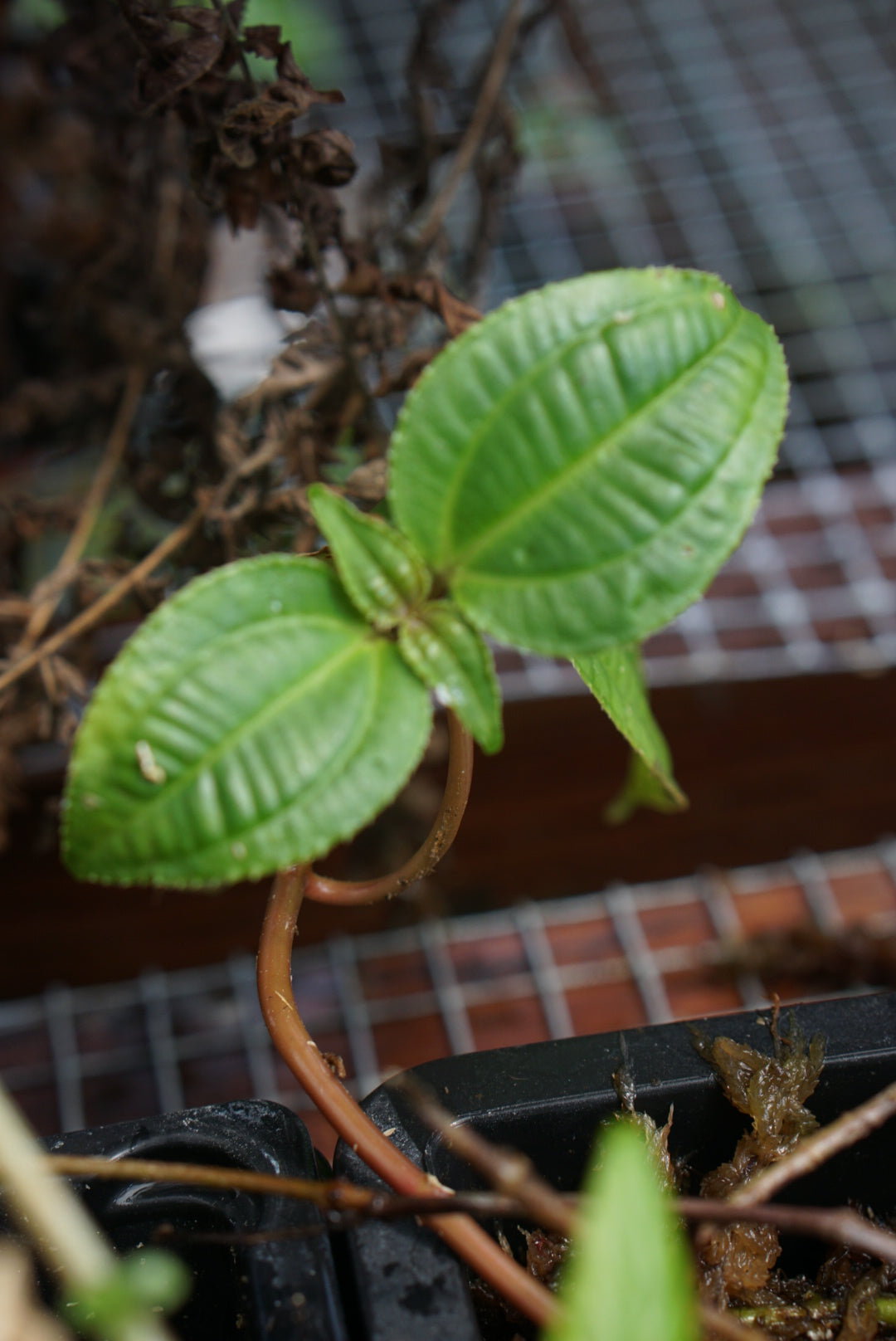 Melastome sp Mindo 3