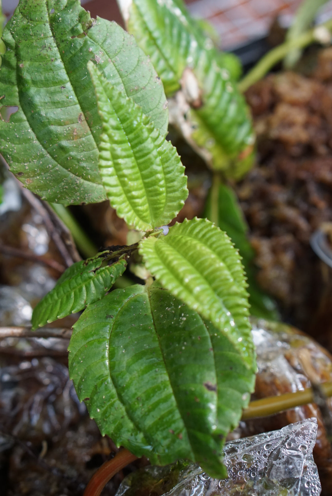 Melastome sp Mindo 4