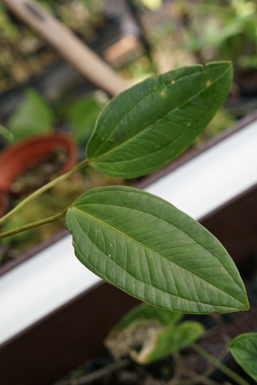 Anthurium ovatifolium